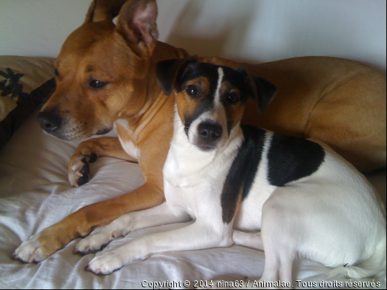 tyson et athila - Photo de Chiens