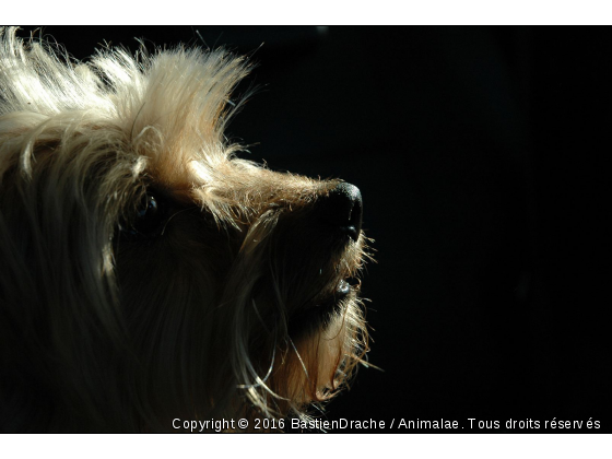 Illumination - Photo de Chiens