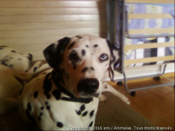 DALMATIEN - Photo de Chiens