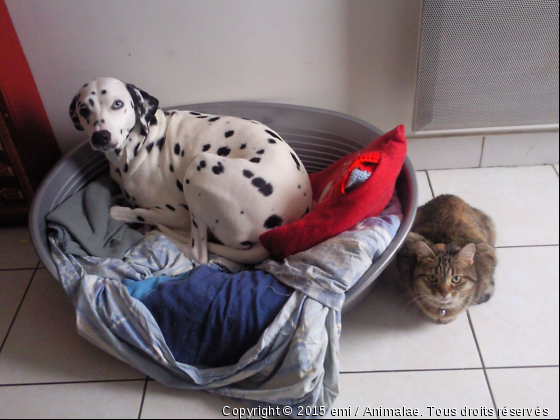 dalmatien - Photo de Chiens