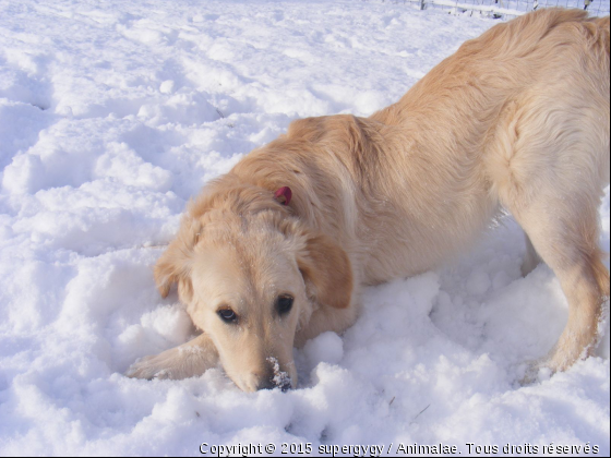 GAD - Photo de Chiens