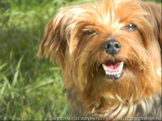 dusty star en herbe - Photo de Chiens