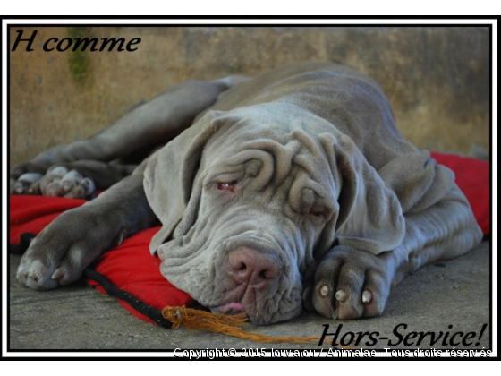 Walter - Photo de Chiens