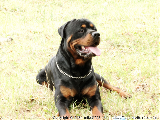 ELKY EN MODE FIER - Photo de Chiens