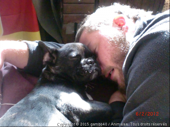 mon bouledogue d&#039;amour - Photo de Chiens