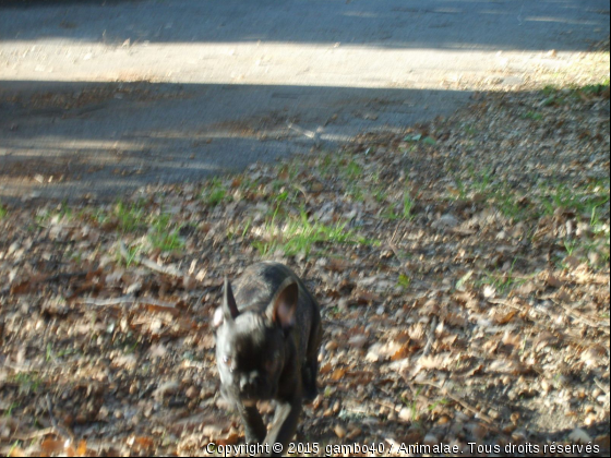 j&#039;aime la nature - Photo de Chiens