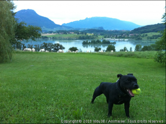 paquita wilson - Photo de Chiens