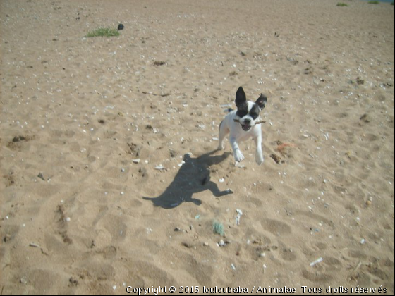 filou a la plage - Photo de Chiens