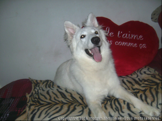 loup - Photo de Chiens