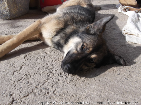 Gipsy, adorable chienne de 9 mois &lt;3 - Photo de Chiens