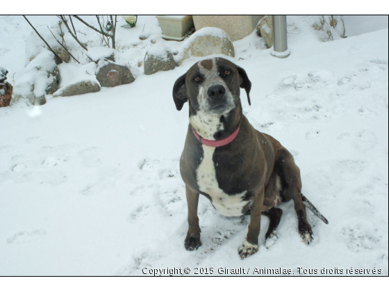 Cassy - Photo de Chiens