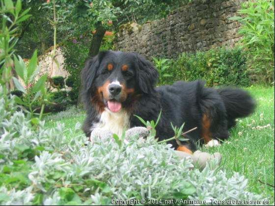 Flora - Photo de Chiens