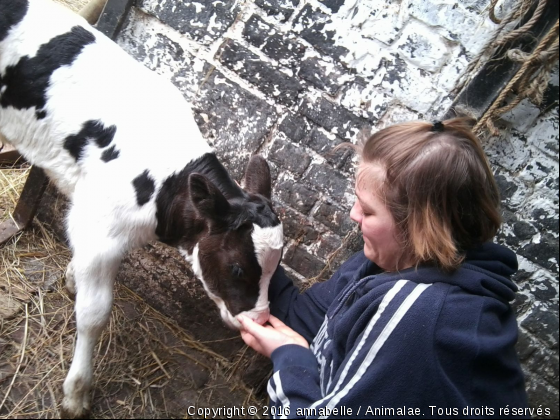 victorinne - Photo de Animaux Ferme