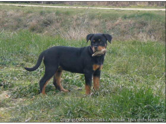 atika - Photo de Chiens