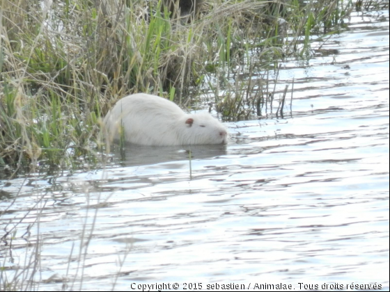 ragondin albinos - Photo de Rongeurs