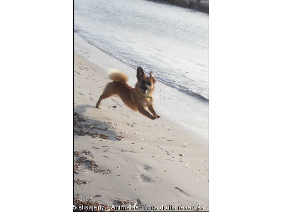 toutou qui vole - Photo de Chiens