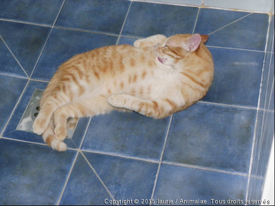 a la douche - Photo de Chats