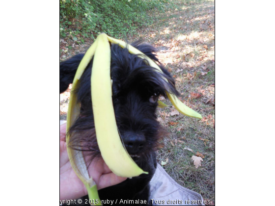 Joe la banane  - Photo de Chiens