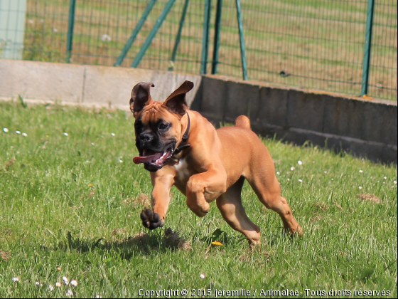 stinky - Photo de Chiens