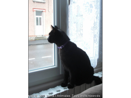 Biscuit regarde a la fenètre - Photo de Chats