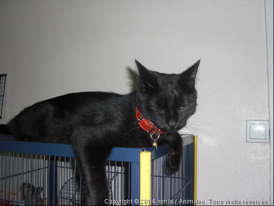 Biscuit fait la sieste - Photo de Chats