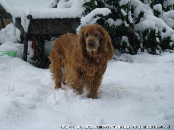 Mon cocker sous la neige! - Photo de Chiens