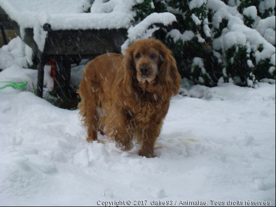 Ma Sirène sous la neige - Photo de Chiens