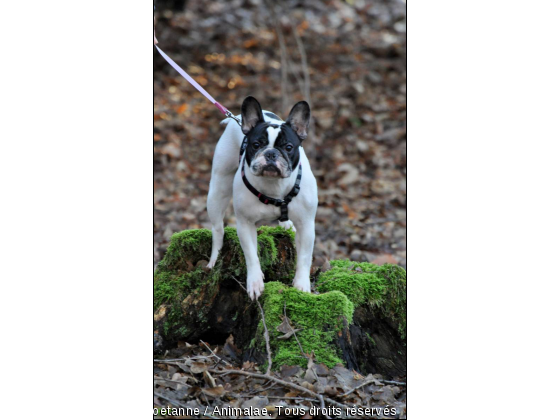 Coco - Photo de Chiens