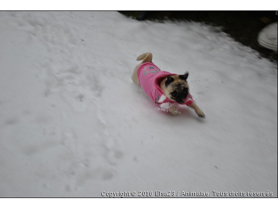 Lolita dans la neige - Photo de Chiens