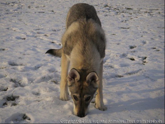 Louve - Photo de Chiens