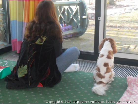 Médidation - Photo de Chiens