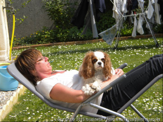 sieste bien méritée - Photo de Chiens