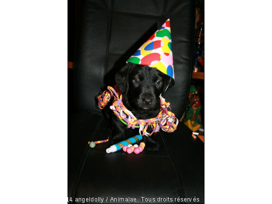 Gaspard fait la fête - Photo de Chiens