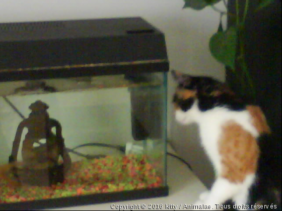 Miam miam les petits poissons! - Photo de Chats