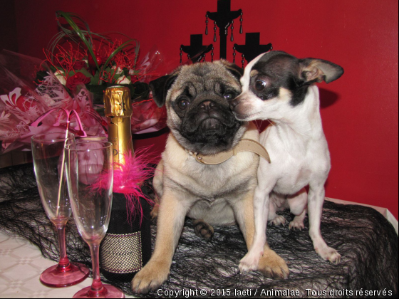 la st valentin  - Photo de Chiens