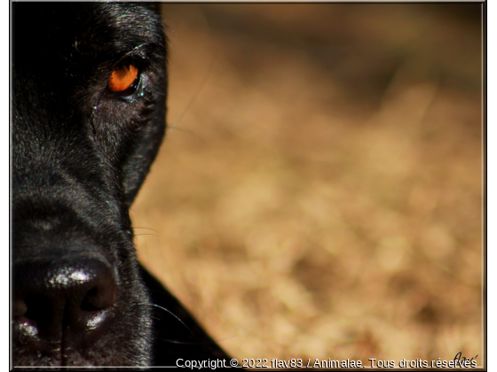 regard - Photo de Chiens