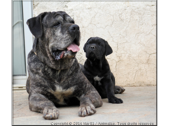 Slap et Galavar, 10 ans les sépare!! - Photo de Chiens