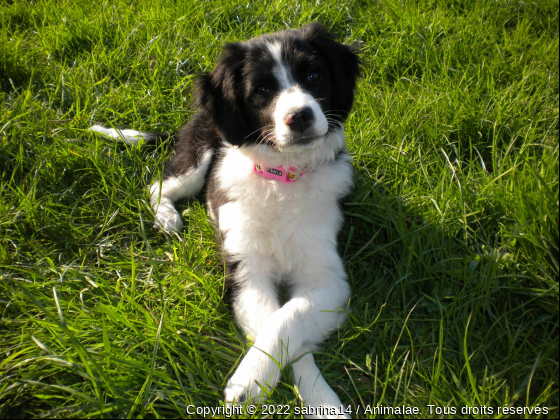 Tania - Photo de Chiens