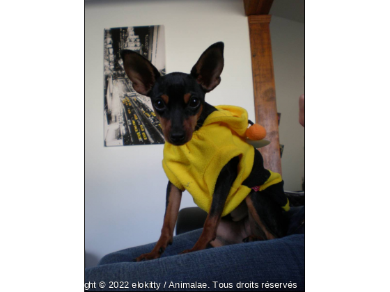 mon abeille - Photo de Chiens