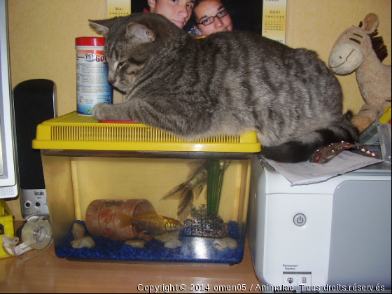 ponpon suveillant poisson - Photo de Chats