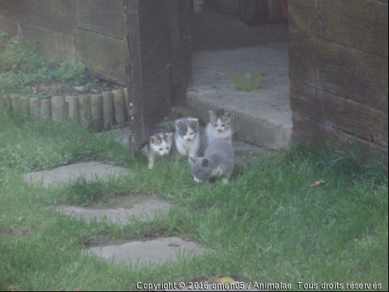 coucou on est la!!! - Photo de Chats