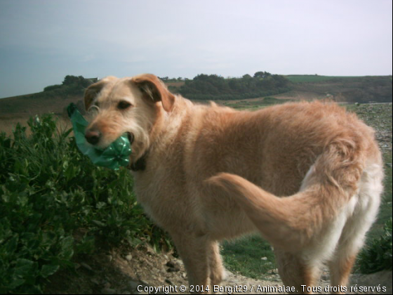 ULYSSIA - Photo de Chiens