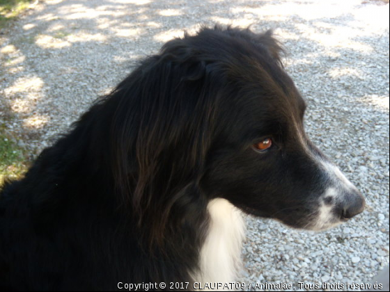 Bethowen, mon ami - Photo de Chiens