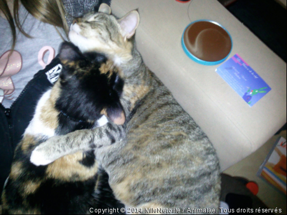 Gros câlin entre soeurs - Photo de Chats