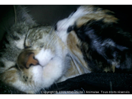 Les deux soeurs qui se font un câlin - Photo de Chats