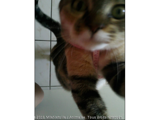 Malyce qui veut des croquettes - Photo de Chats