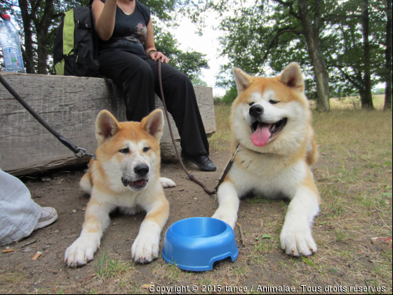 F&#039;Inukaï et G&#039;Kiba - Photo de Chiens