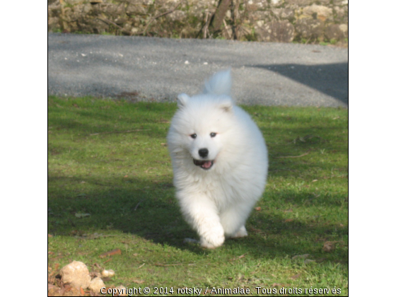 wellan - Photo de Chiens