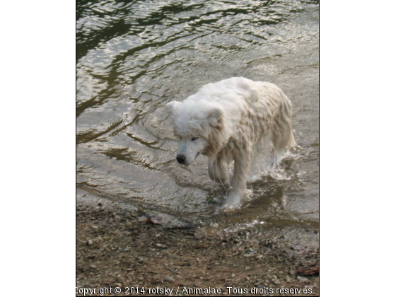 wellan et premiere baignade - Photo de Chiens