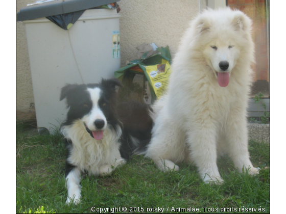 djazz et wellan - Photo de Chiens